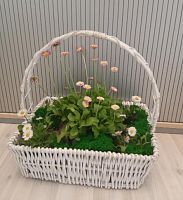 Маргаритки живые с корнями в корзине Квадро KM1105 купить в Москве