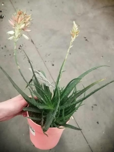 Алоэ Вера цветущее суккулент KR3230 Алоэ Вера цветущее суккулент KR3230 купить в Москве