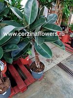 Фикус Бургунди переплетенный 100-120 см KR482 купить в Москве