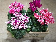 Цикломен микс в ящичке Welcome KM344 купить в Москве