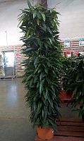 Фикус Амстел Кинг на решетке 220-250 см KR1612 купить в Москве
