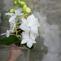Фаленопсис Тетраспис Альба орхидея О978 купить в Москве