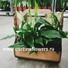 Композиции из Спатифиллума Композиции из Спатифиллума