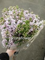 Сирень Сирингия Лила Вандер срезка SR602 купить в Москве