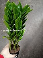 Замиокулькас Суприм KR1280 купить в Москве