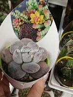 Пахиверия Маллери суккулент KR1659 купить в Москве