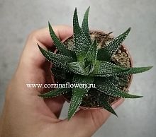 Хавортия фасциата Конколор суккулент KR505 купить в Москве