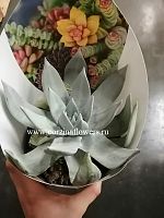 Дудлея Бриттони суккулент KR1049 купить в Москве