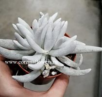 Сенецио Монт Бланк суккулент KR11140 купить в Москве