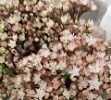 Седум (очиток) срезка Седум (очиток) срезка