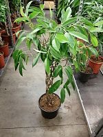 Фикус биннедика Амстел Кинг цилиндр 100-110см KR3207 купить в Москве