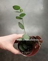 Ксерозициус Данги суккулент KR1035 купить в Москве