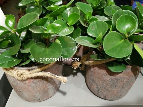 Пеперомия Грин подарочная KM420 купить в Москве