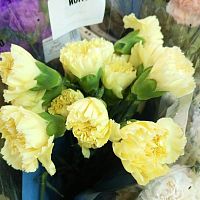 Диантус (гвоздика) Дилетта срезка SR1083 купить в Москве