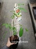 Орех саженцы Орех саженцы