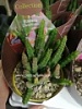 Стапелия суккулент Стапелия суккулент