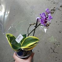 Фаленопсис фиолетовый с вариегатными листьями орхидея О1073 купить в Москве