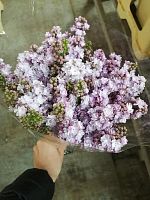 Сирень махровая Мишель 9 шт срезка SR669 купить в Москве