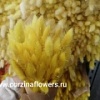 Лагрус или зайцевхвост сухой Лагрус или зайцевхвост сухой