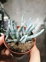 Сенецио (Крестовник) Клейна KR2175 купить в Москве