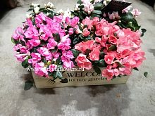 Азалия микс в ящичке Welcome KM345 купить в Москве