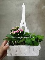 Композиция PARIS KM40 купить в Москве