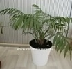 Пальмы в офис и подарочные Пальмы в офис и подарочные