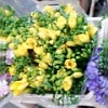 Фрезия веточки срезанные Фрезия веточки срезанные