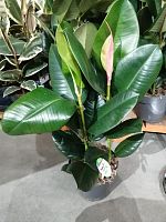 Фикус Эластика Робуста 3 ст 40-50 см  KR2496 купить в Москве