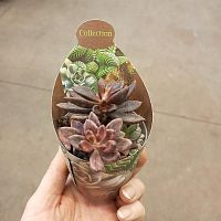 Ленопеталум вариегатный Клубника и Шоколад суккулент KR3849 купить в Москве