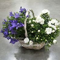 Кампанула в корзине Феникс KM452 купить в Москве