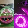 Фитолампы и светодиодные ленты для растений Фитолампы и светодиодные ленты для растений