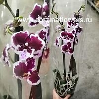 Орхидея Фаленопсис Биг Лиф Ред-Вайт О106 купить в Москве