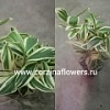 Костус арабика вариегата Костус арабика вариегата