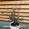 Корокия подарочная Корокия подарочная