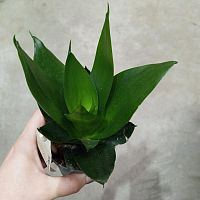 Сансевиерия Ханни Блэк KR3810 купить в Москве