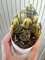 Эуфорбия Японика KR1296 купить в Москве