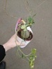 Геррардантус суккулент Геррардантус суккулент